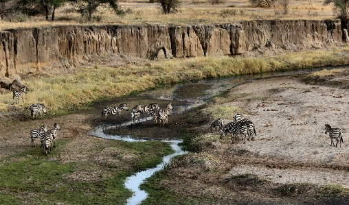 Water grass wilderness wildlife Photo