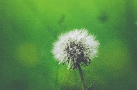 Nature grass plant field Photo