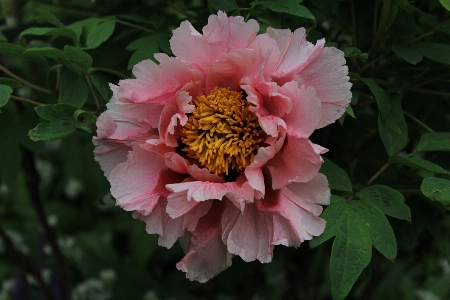 植物 花 花弁 植物学
 写真