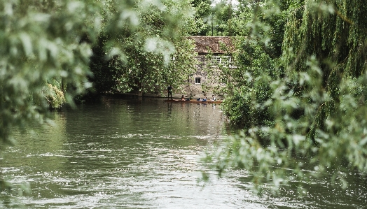 Zdjęcie Drzewo woda natura las