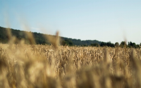 Grass plant field wheat Photo