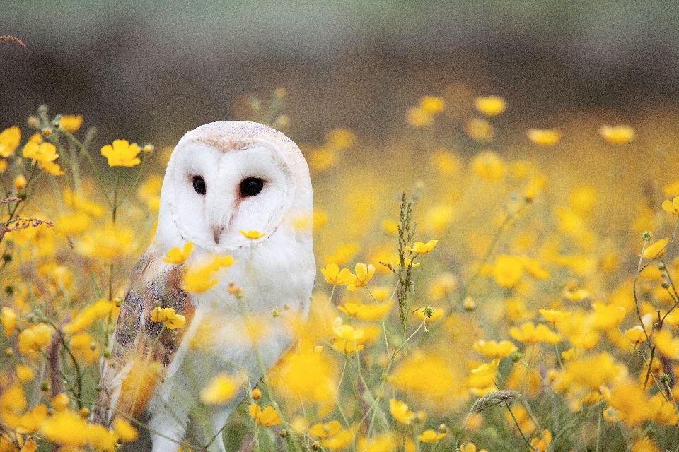 Nature grass branch bird