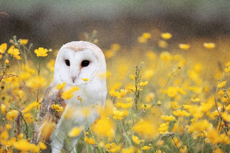 Nature grass branch bird Photo