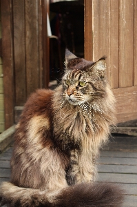 Cat mammal fauna whiskers Photo