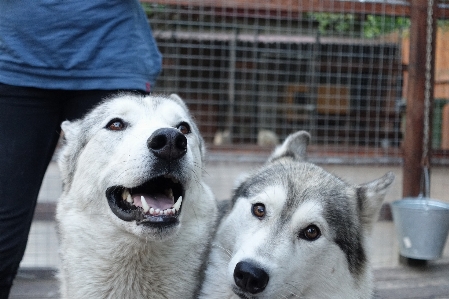 Dog portrait mammal husky Photo