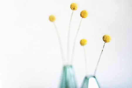 Plant flower petal vase Photo