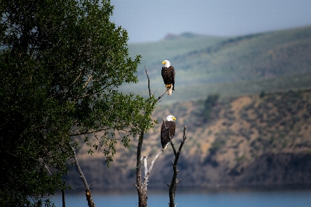 Baum wasser natur vogel Foto