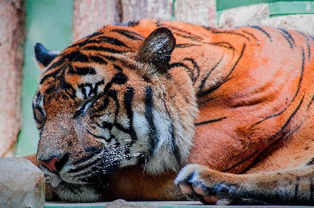 动物 野生动物 动物园 猫 照片