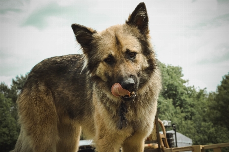 Photo Chien mammifère loup vertébré
