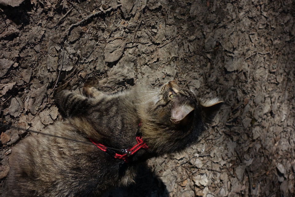 Foresta camminare animale domestico gattino