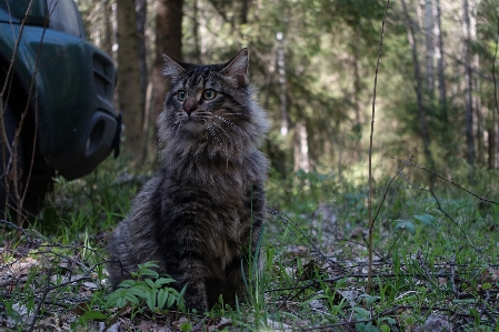 Forest car walk pet Photo