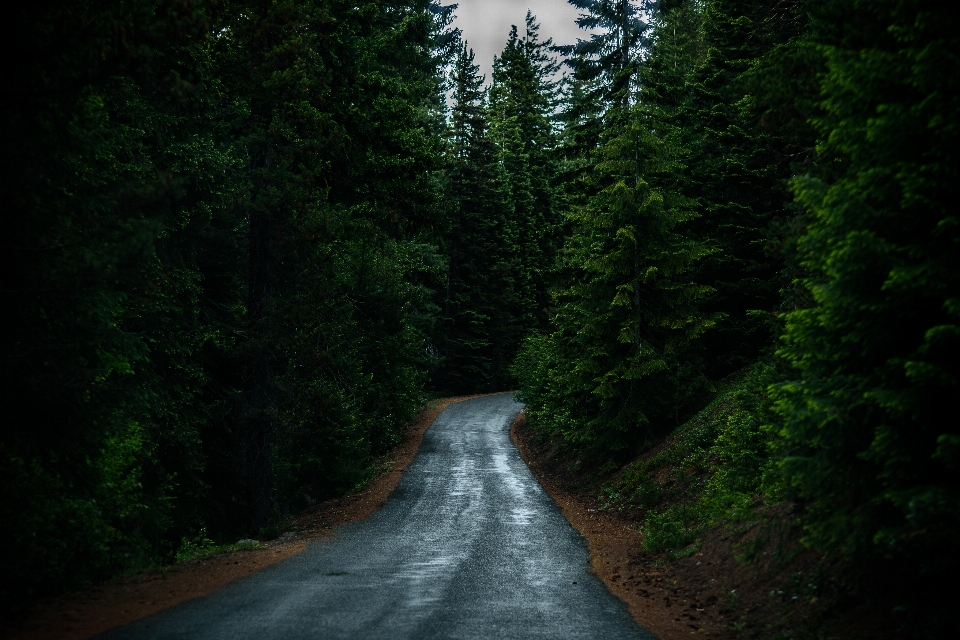 árvore natureza floresta região selvagem
