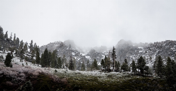 Landscape tree nature forest Photo