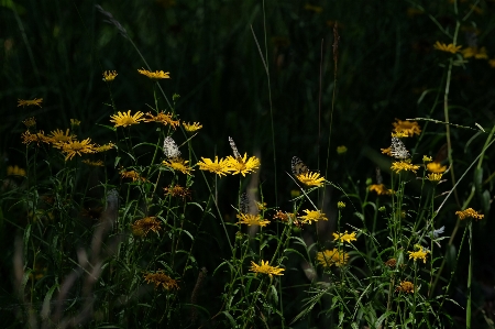 Natur gras anlage feld Foto