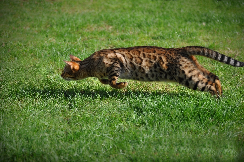 çimen yaban hayatı kedi memeli