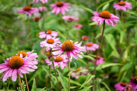 Foto Natureza plantar prado
 pradaria
