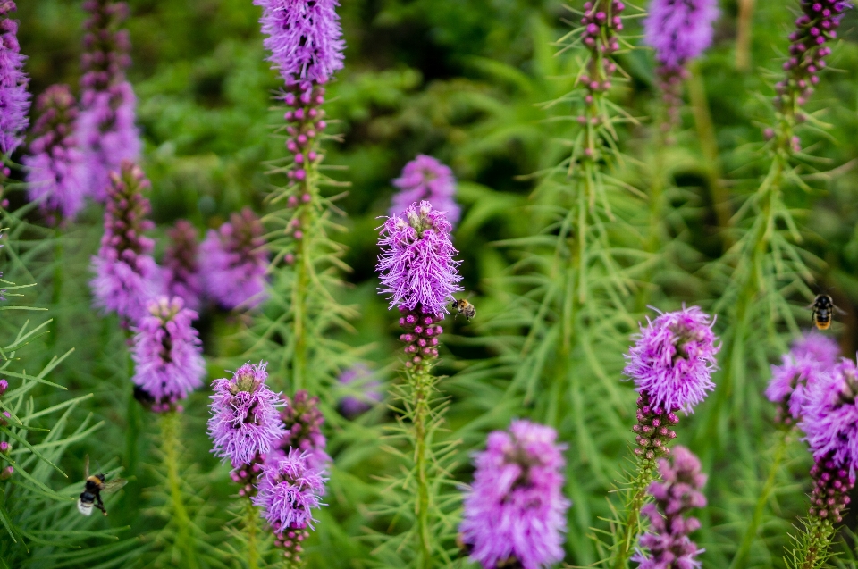 Usine prairie
 fleur herbe