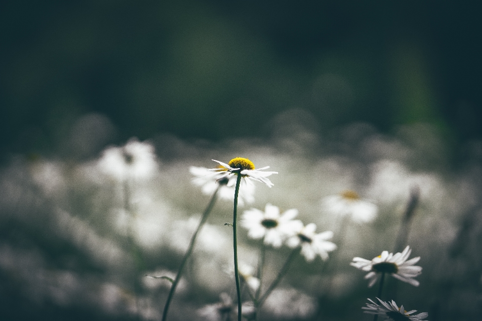 Natur gras blüte wolke