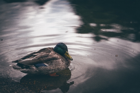 Sea water nature bird Photo