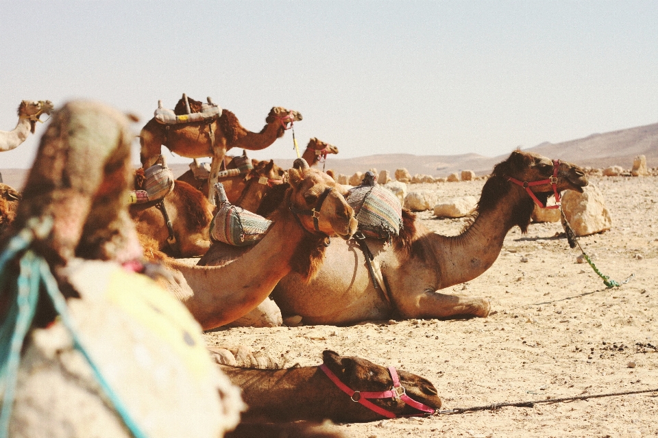 Paesaggio sabbia deserto cammello