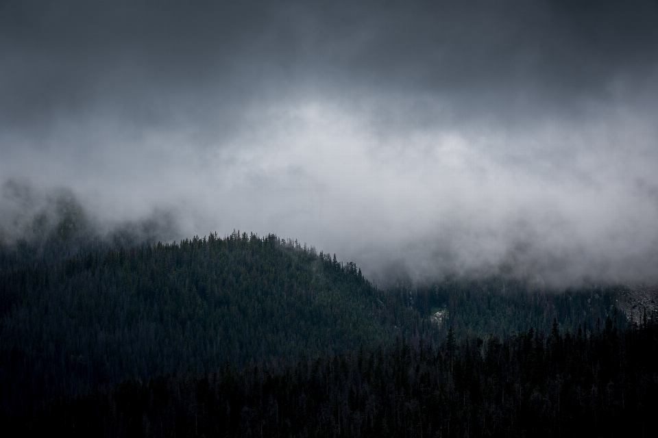 Tree nature forest mountain