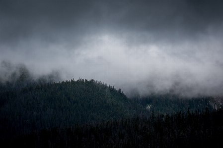 Tree nature forest mountain Photo