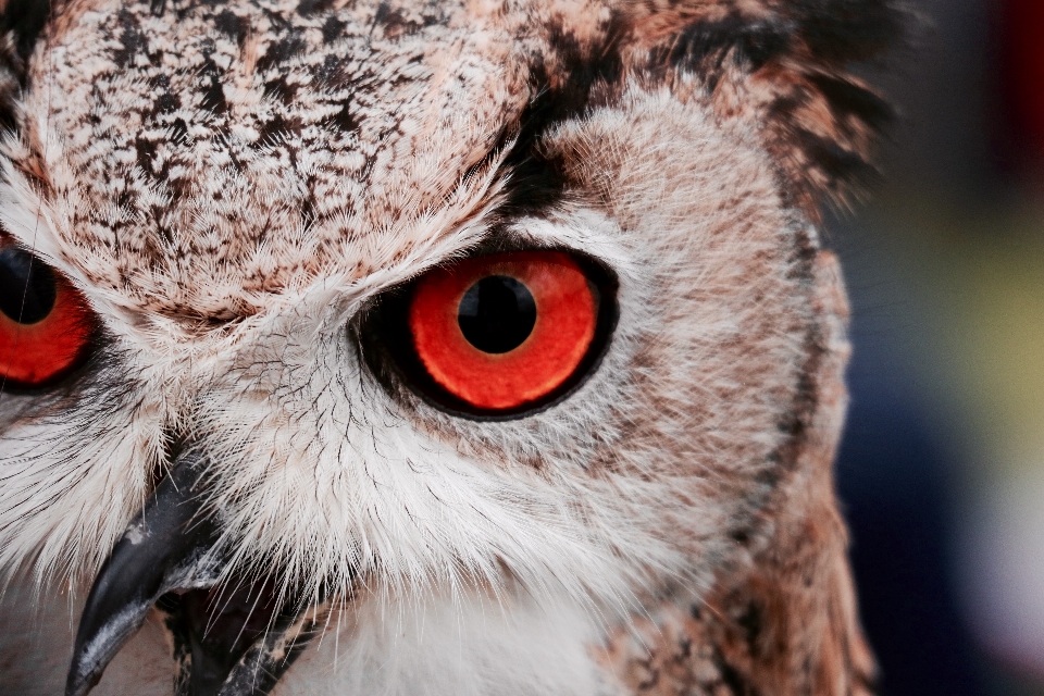 Oiseau aile la photographie faune