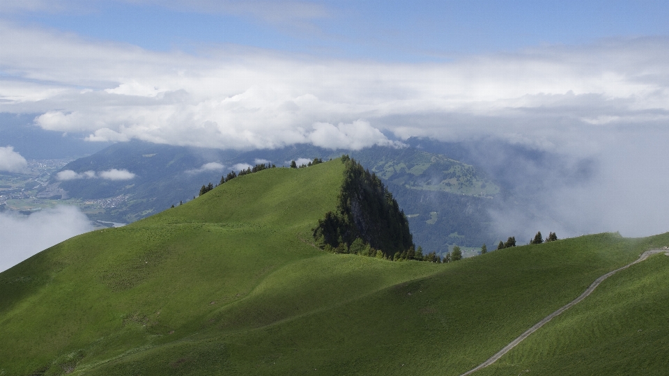 Paesaggio albero natura erba