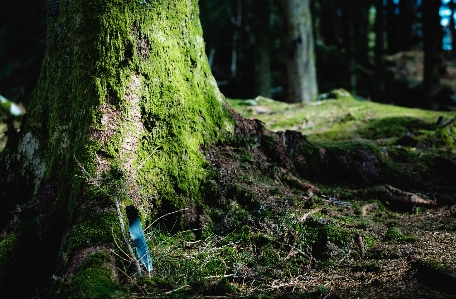 Tree nature forest branch Photo