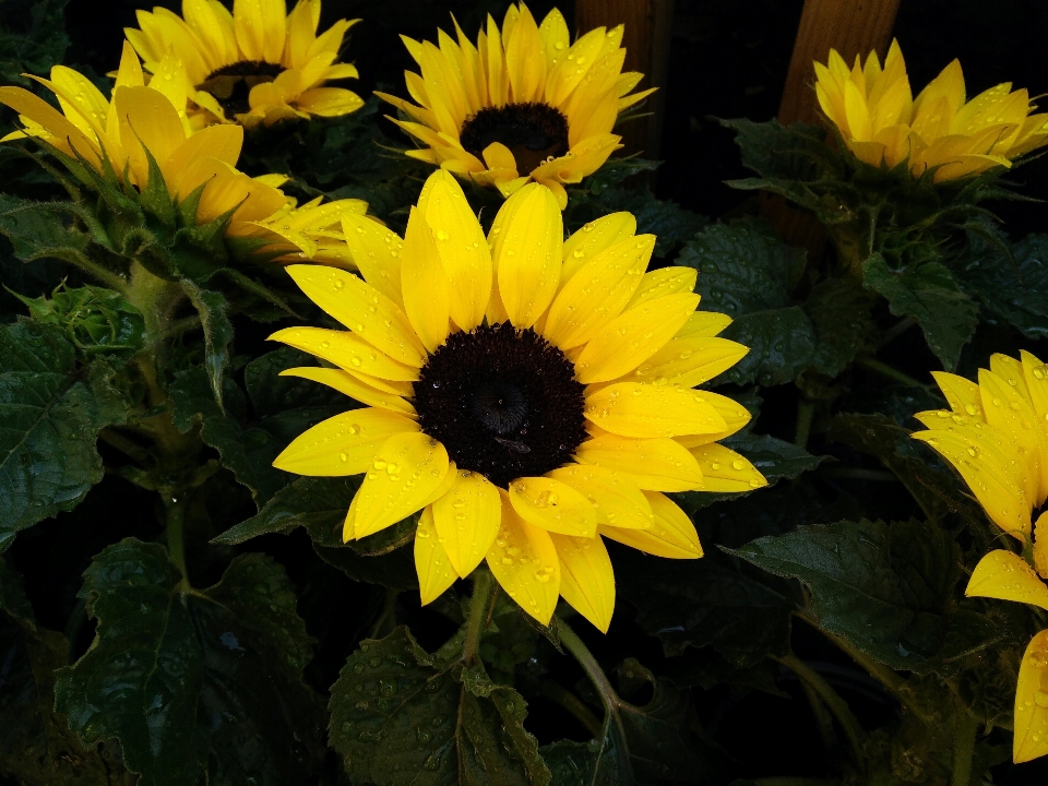 Pianta fiore petalo goccia di pioggia