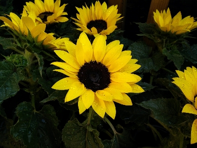 植物 花 花弁 レインドロップ 写真