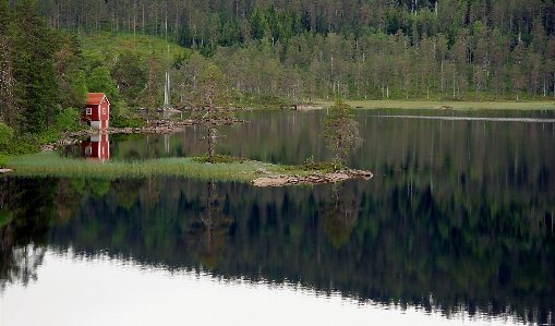 Photo Arbre eau forêt le marais
