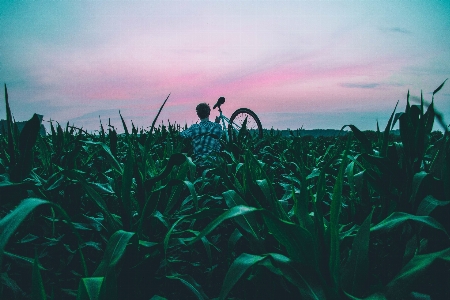 Grass horizon sky sunset Photo