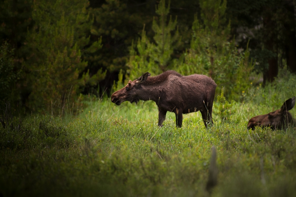 Grass wood animal pine