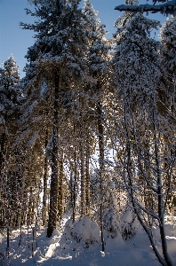 Landscape tree nature forest Photo