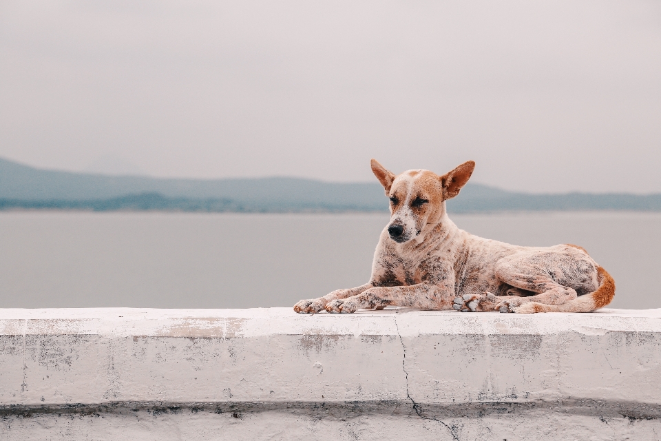 Sea dog animal canine