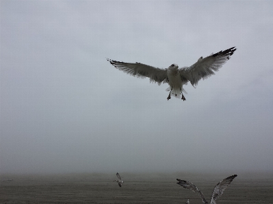 Ocean bird wing sky Photo