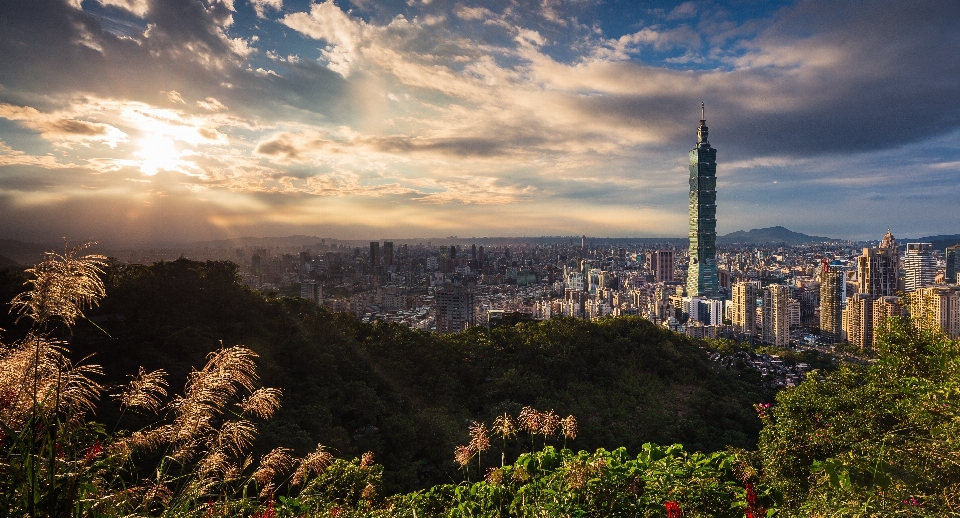 景观 树 地平线 山