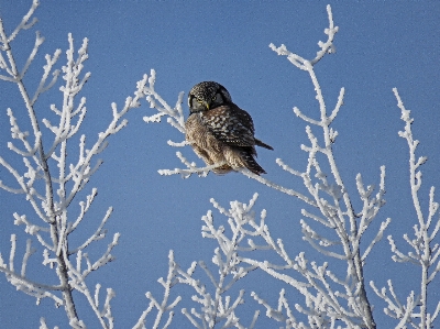 Branch snow winter bird Photo