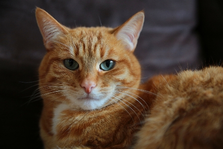 Foto Gatinho gato mamífero fauna