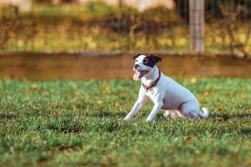 Herbe chiot chien canin
