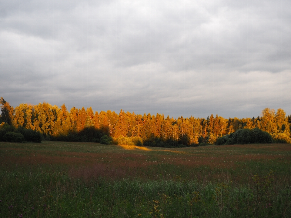 Paysage arbre nature forêt