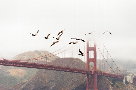 Bird fog bridge golden gate Photo