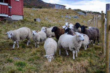 Photo Cultiver troupeau pâturage
 mouton