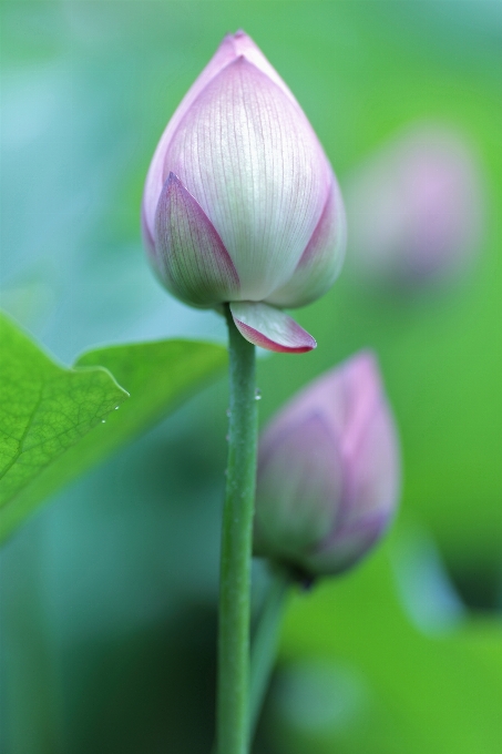 Florescer plantar fotografia flor