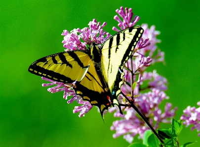 Nature grass wing plant Photo