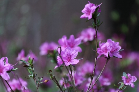 Blossom plant meadow flower Photo