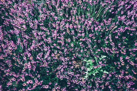 Blossom plant flower purple Photo