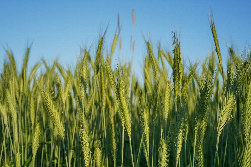 Grass plant field barley