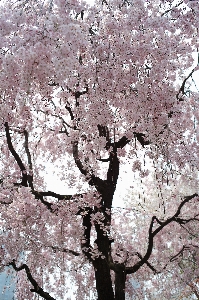 Foto árbol rama florecer planta